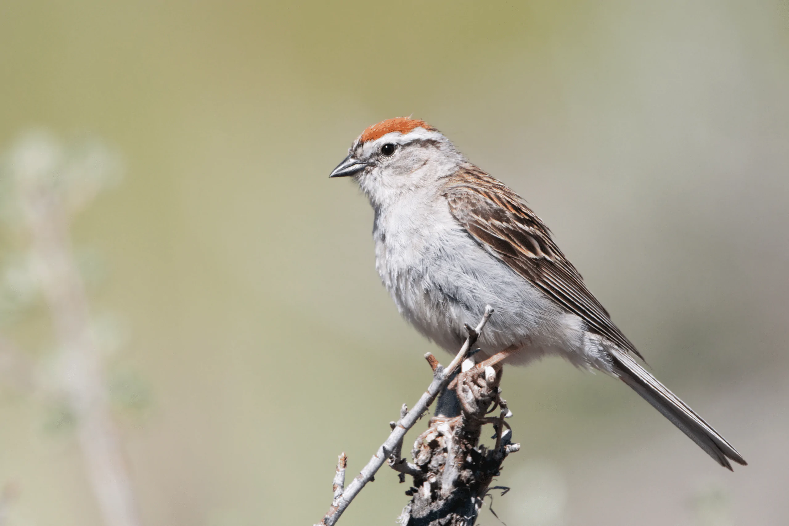 Austin Texas Bird Watching